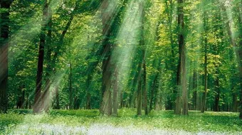 مراحل التركيب الضوئي