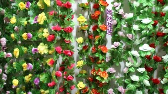 مراحل نمو النباتات