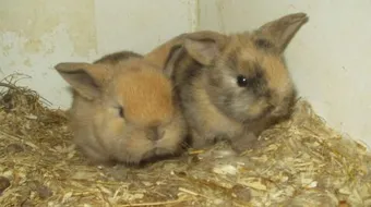 مراحل نمو الأرانب