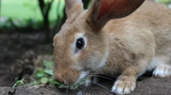 مراحل نمو الأرنب