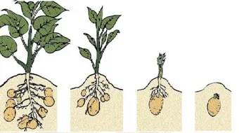 مراحل نمو البذرة
