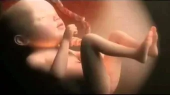 مراحل نمو الجنين في بطن أمه