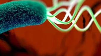 طرق عدوى جرثومة المعدة