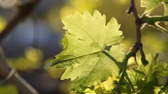 تخزين ورق العنب