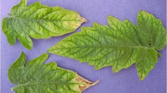 أعراض نقص العناصر على النبات