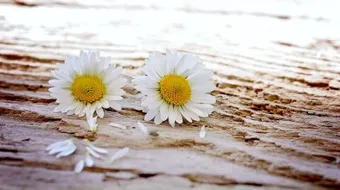 كلام عن الوفاء