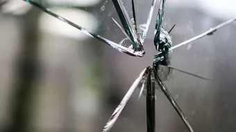 كلام في الكذب