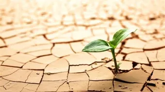 كلام بالصميم