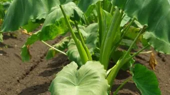 طريقة غسل القلقاس