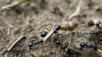 فوائد زيت النمل وأضراره