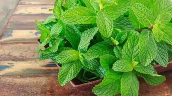 فوائد النعناع وأضراره