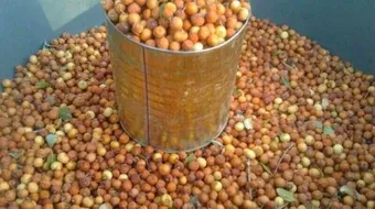 فوائد ثمرة الدوم