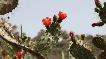 فوائد الصبار للشعر