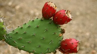 فوائد فاكهة الصبر