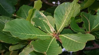 فوائد عشبة الكابلي