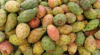 فوائد ثمرة الصبار