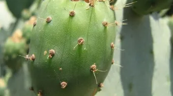 فوائد فاكهة الصبار