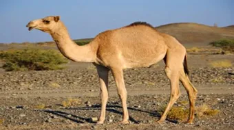 فوائد شحم الإبل