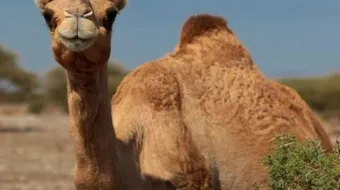 فوائد شحم سنام الجمل للشعر