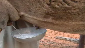 فوائد حليب النوق