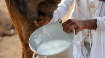 فوائد حليب الإبل للأطفال