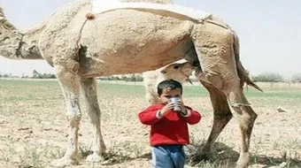 فوائد حليب الجمل