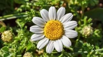 فوائد زهرة البابونج للوجه