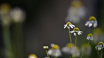 فوائد عشبة البابونج