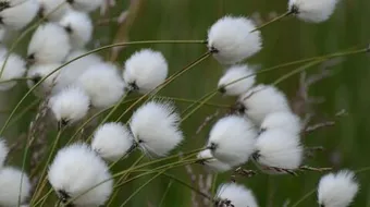 فوائد بذور القطن