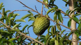 فوائد فاكهة القشطة