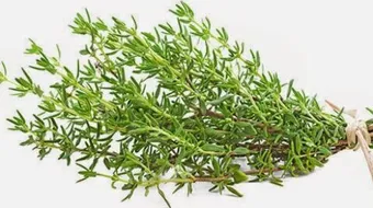 فوائد شرب الزعتر البري