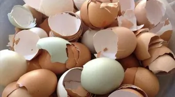 فوائد قشرة البيض