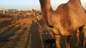 فوائد دهن سنام الجمل