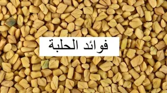 فوائد الحلبة للشعر والجسم