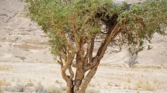 فوائد شجرة اللبان