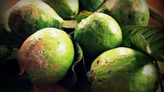 فوائد الجوافة للرجيم