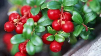 فوائد عشبة الزعرور للتنحيف