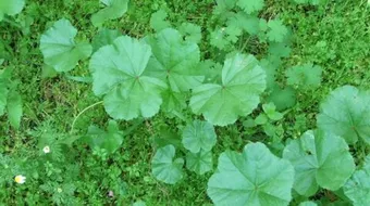 فوائد عشبة الكركديه