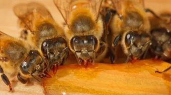 فوائد العسل لمرضى السكري