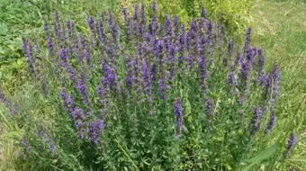 فوائد عشبة الزوفا