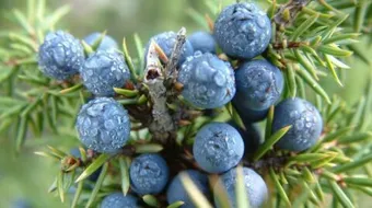 فوائد عشبة العرعر