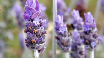 فوائد نبات الخزامى