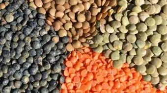 فوائد العدس للرجيم