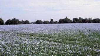 فوائد بذر الكتان