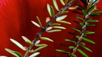 فوائد حصى البان للتنحيف