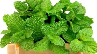 فوائد النعناع في تخفيف الوزن