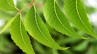 فوائد شجرة النيم للبشرة