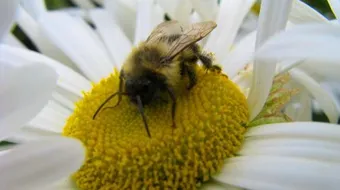 فوائد حبوب اللقاح