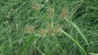 فوائد زيت السعد لمنع نمو الشعر
