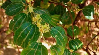 فوائد السدر في الطب النبوي